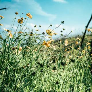 Grass iPhone wallpaper