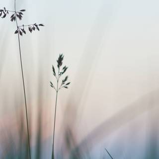 Grass iPhone wallpaper