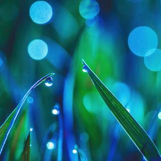 Grass iPhone wallpaper