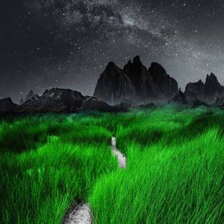 Grass iPhone wallpaper