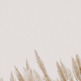 Grass iPhone wallpaper