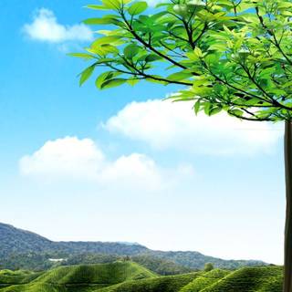 Phone scenary wallpaper