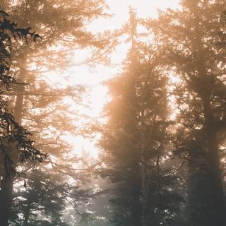 Phone scenary wallpaper