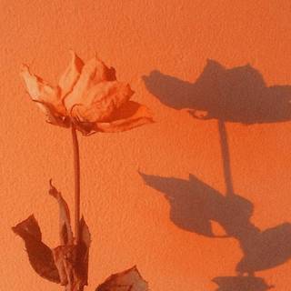 Orange aesthetic phone wallpaper