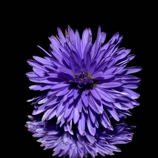 Purple flower iPhone wallpaper