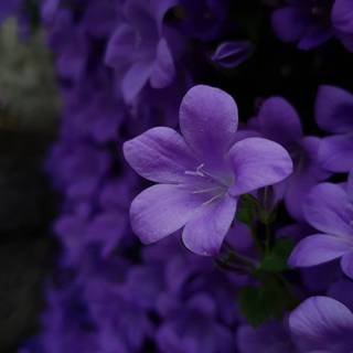 Purple flower iPhone wallpaper