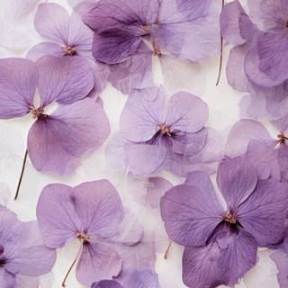 Purple flower iPhone wallpaper