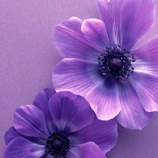 Purple flower iPhone wallpaper
