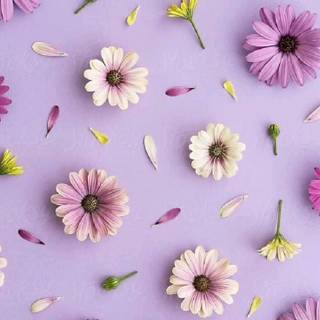 Purple flower iPhone wallpaper