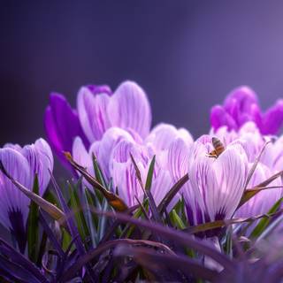 Purple flower iPhone wallpaper