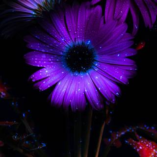 Purple flower iPhone wallpaper
