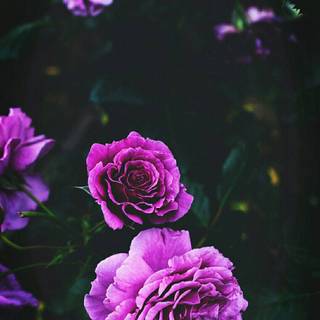 Purple flower iPhone wallpaper