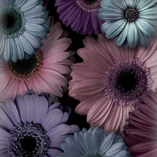 Purple flower iPhone wallpaper