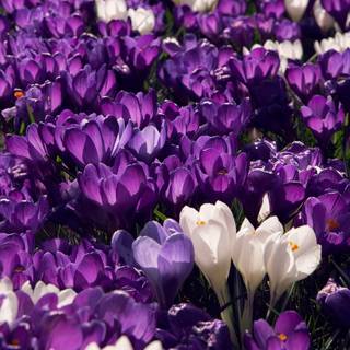 Purple flower iPhone wallpaper