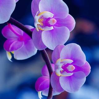 Purple flower iPhone wallpaper