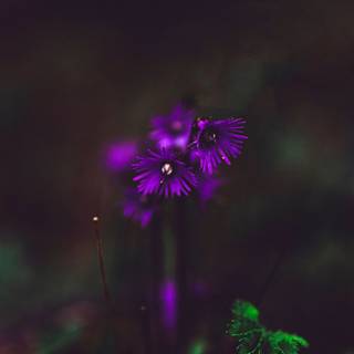 Purple flower iPhone wallpaper