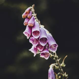 Purple flower iPhone wallpaper