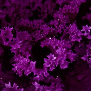 Purple flower iPhone wallpaper