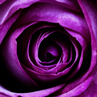 Purple flower iPhone wallpaper