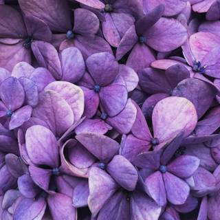 Purple flower iPhone wallpaper