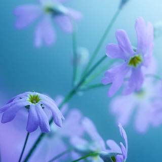 Purple flower iPhone wallpaper
