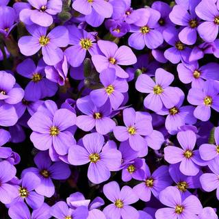 Purple flower iPhone wallpaper