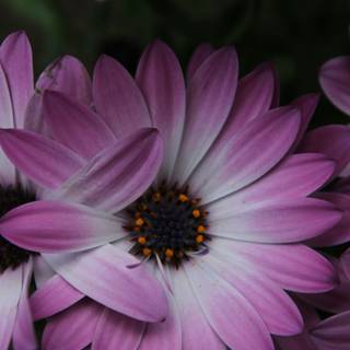 Purple flower iPhone wallpaper