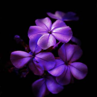 Purple flower iPhone wallpaper