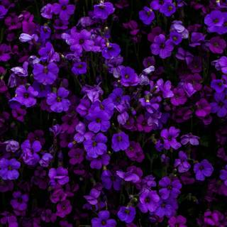 Purple flower iPhone wallpaper