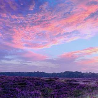 Purple flower iPhone wallpaper