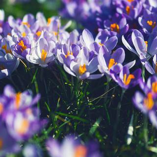 Purple flower iPhone wallpaper