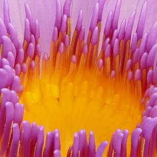 Purple flower iPhone wallpaper