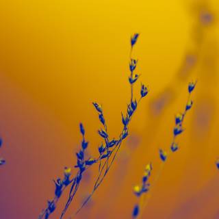 Purple flower iPhone wallpaper