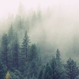 Nordic phone wallpaper