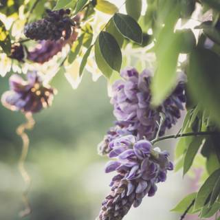 Purple flower iPhone wallpaper