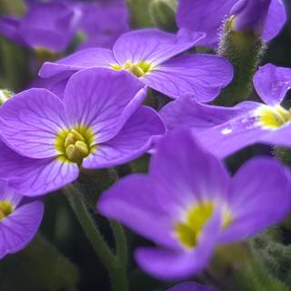 Purple flower iPhone wallpaper
