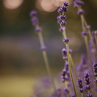 Purple flower iPhone wallpaper