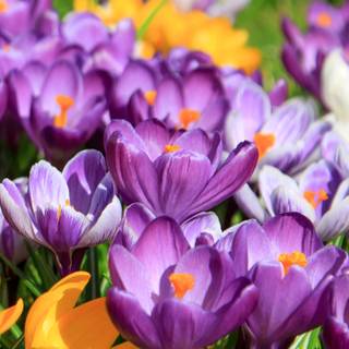 Purple flower iPhone wallpaper