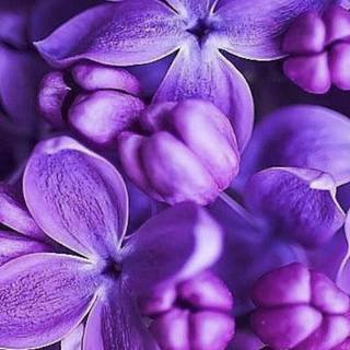 Purple flower iPhone wallpaper