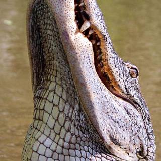 Crocodile iPhone wallpaper