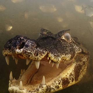 Crocodile iPhone wallpaper