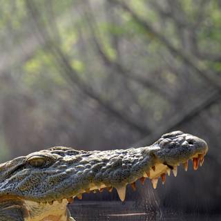Crocodile iPhone wallpaper