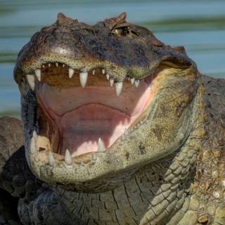 Crocodile iPhone wallpaper