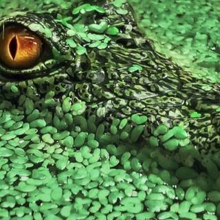 Crocodile iPhone wallpaper