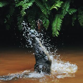 Crocodile iPhone wallpaper