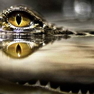 Crocodile iPhone wallpaper