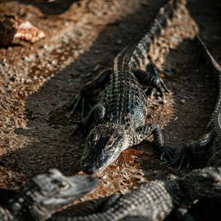 Crocodile iPhone wallpaper