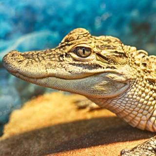 Crocodile iPhone wallpaper