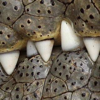 Crocodile iPhone wallpaper