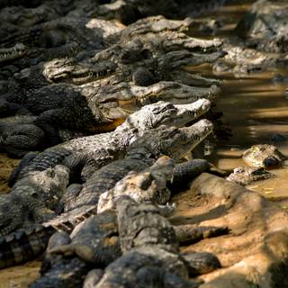 Crocodile iPhone wallpaper